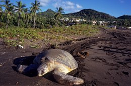 Archipel-des-Comores;-Cocotiers;-Collines;-Faune;-France;-Kaleidos;-Kaleidos-images;-La-parole-à-limage;-Laurent-Abad;-Mayotte;-MTsamoudou;-Océan-Indien;-Plage;-Reptile;-Sable-noir;-Stories-Pictures;-Tortue;-Tortue-marine;-Traces;-Village